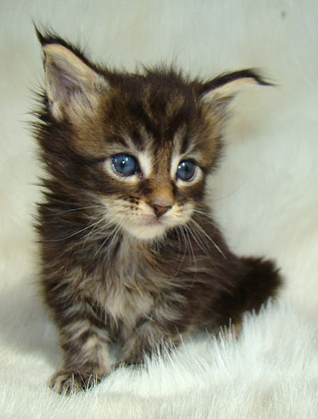     Catsvill County!   !    !       !!!    Catsvill County +7-926-544-74-09     .   ,   ,   ,    ,   ,  ,     ,   -,    ,   !
